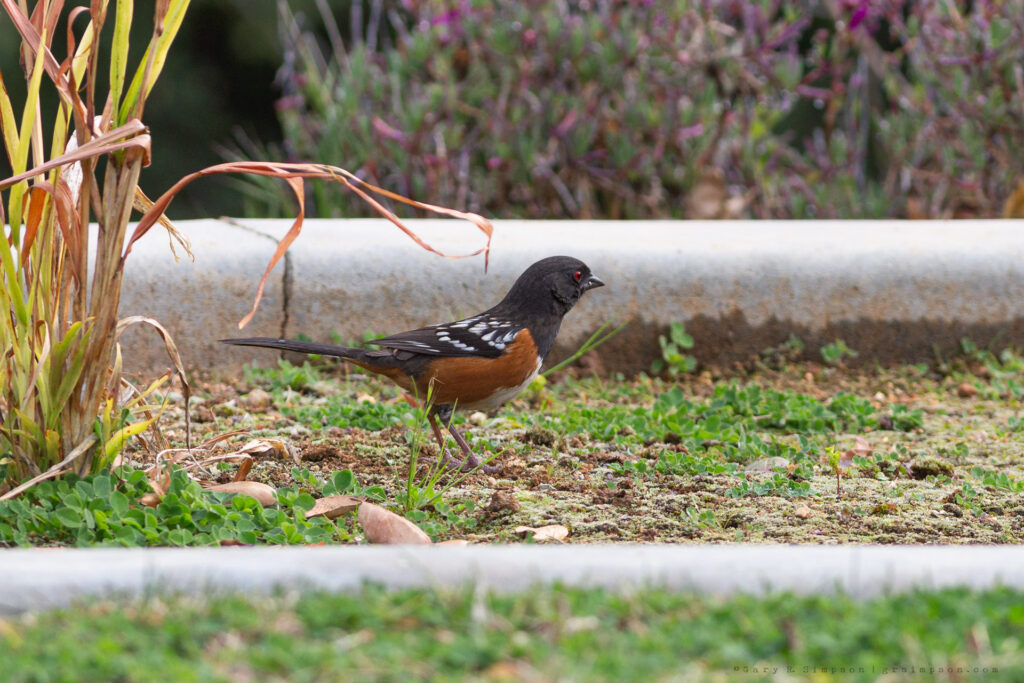 Pipilo maculatus, Spotted Towhee