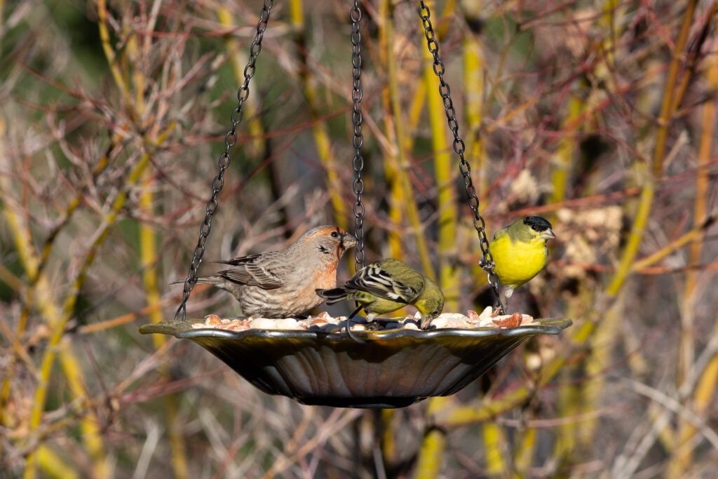 House Finch, American Goldfinch, and Lesser Goldfinch