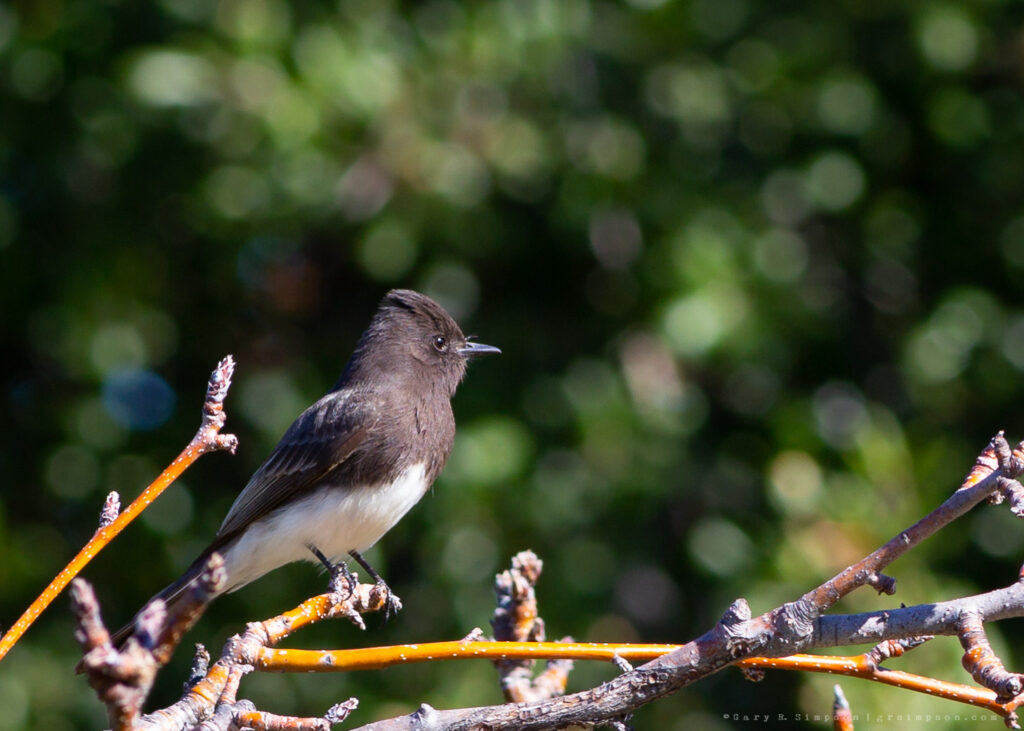 Black Phoebe
