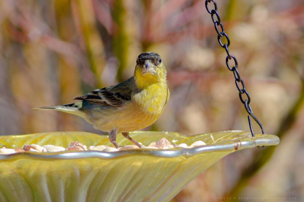 Lesser Goldfinch