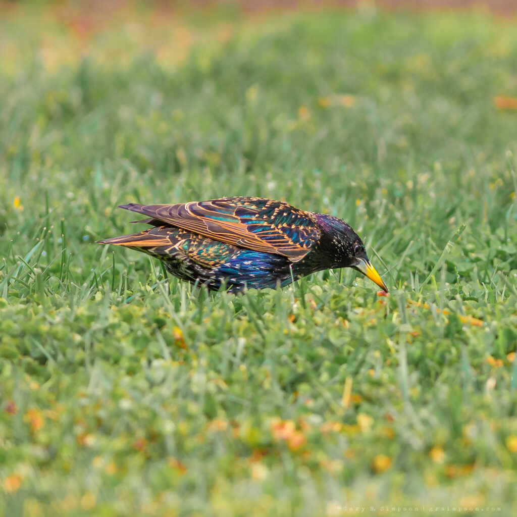 Common Starling