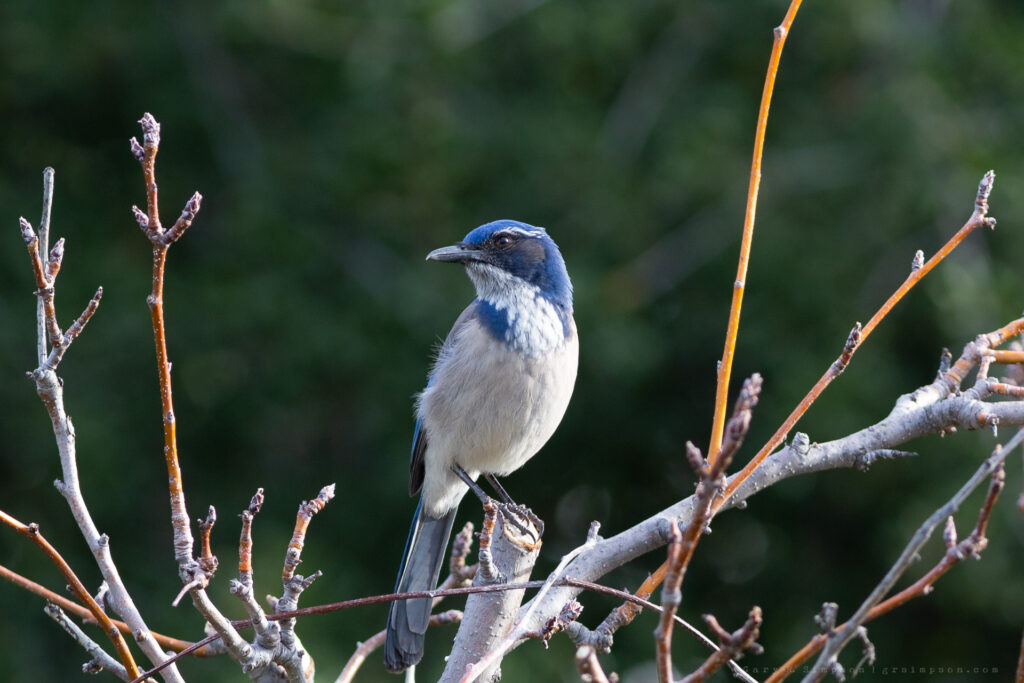 California Scrub Jay