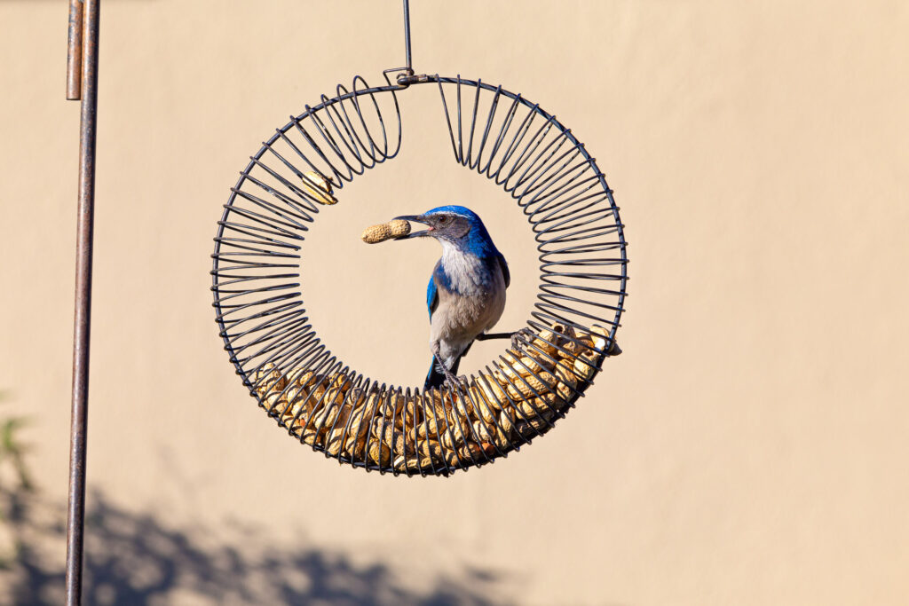 California Scrub Jay