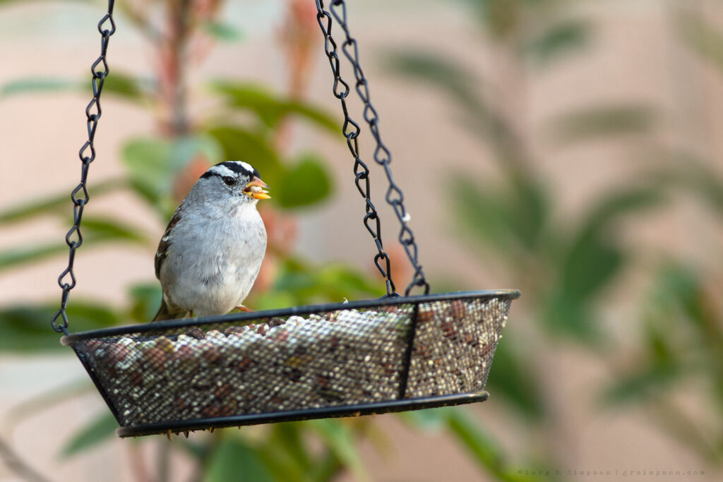 White-crowned Sparrow