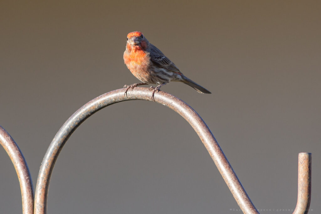 Male House Finch #01