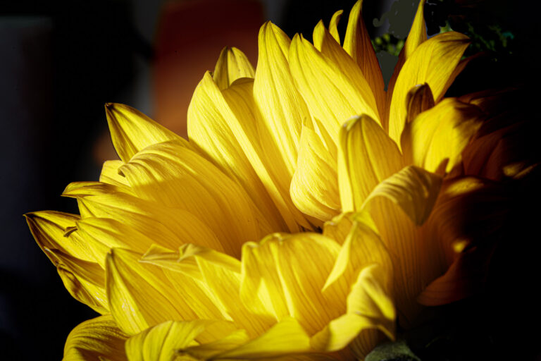 Common Sunflower