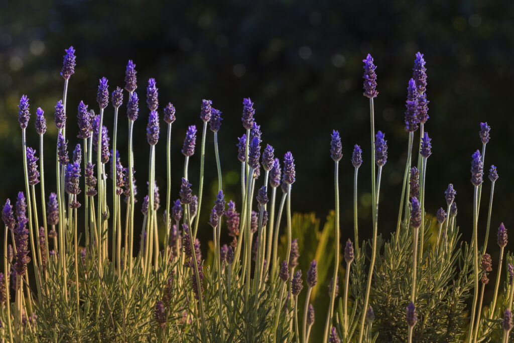 French Lavender