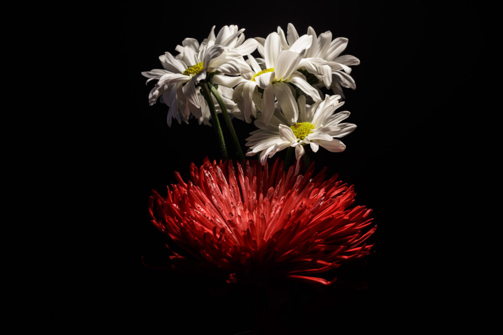 Chrysanthemums over Dahlia