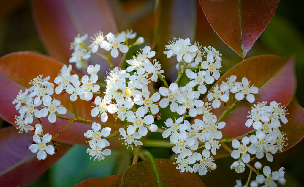 Red Tip Photinia Flowers