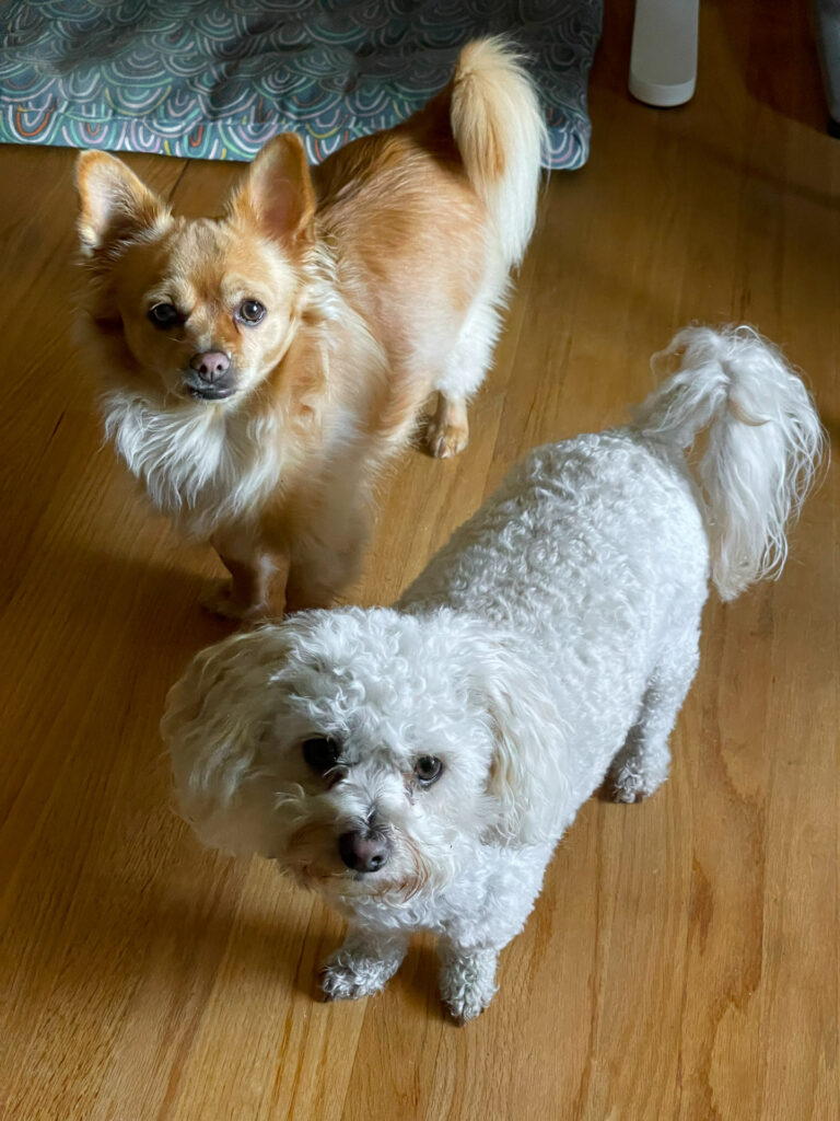Two Dogs Looking at Camera
