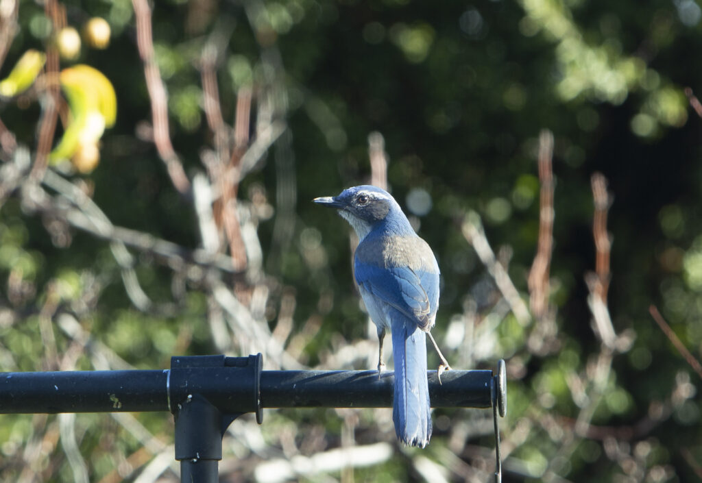 Scrub Jay