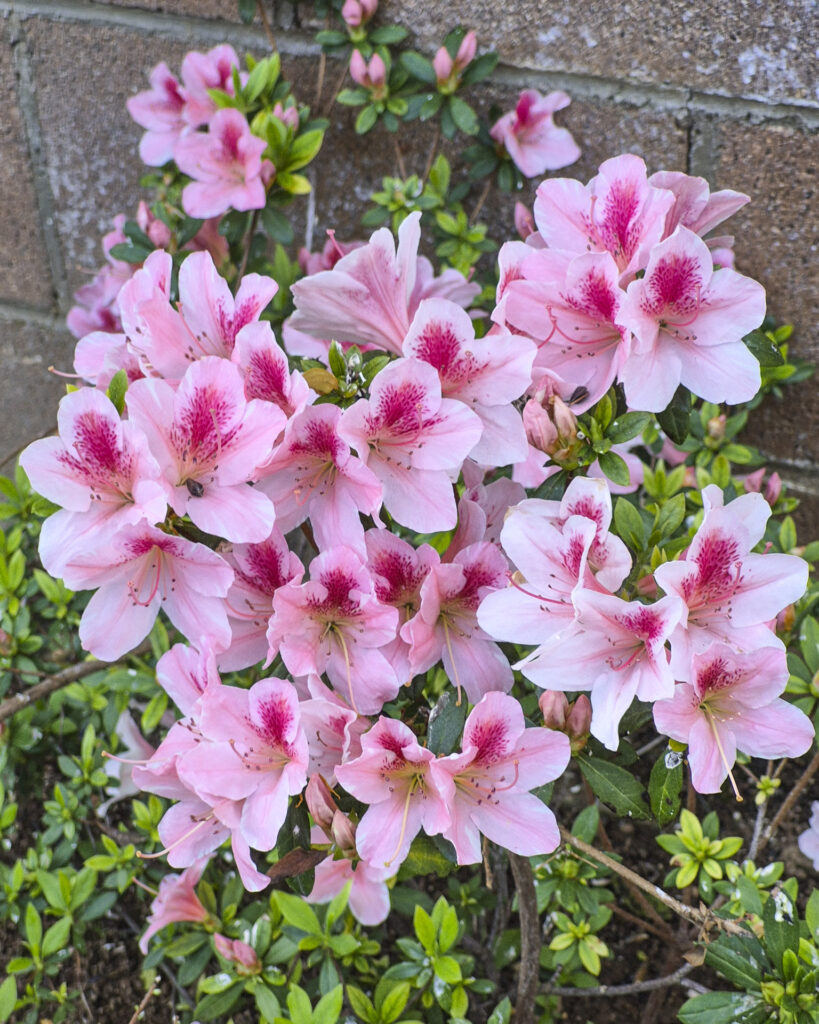 Pink Azaleas