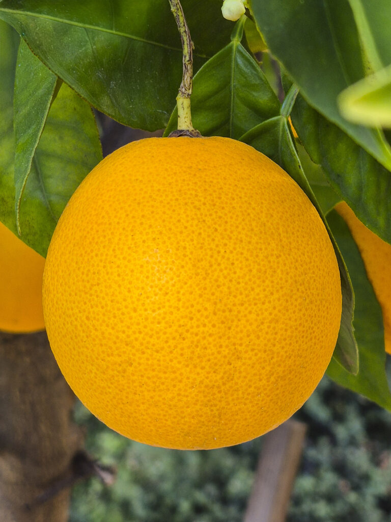 Single orange on tree
