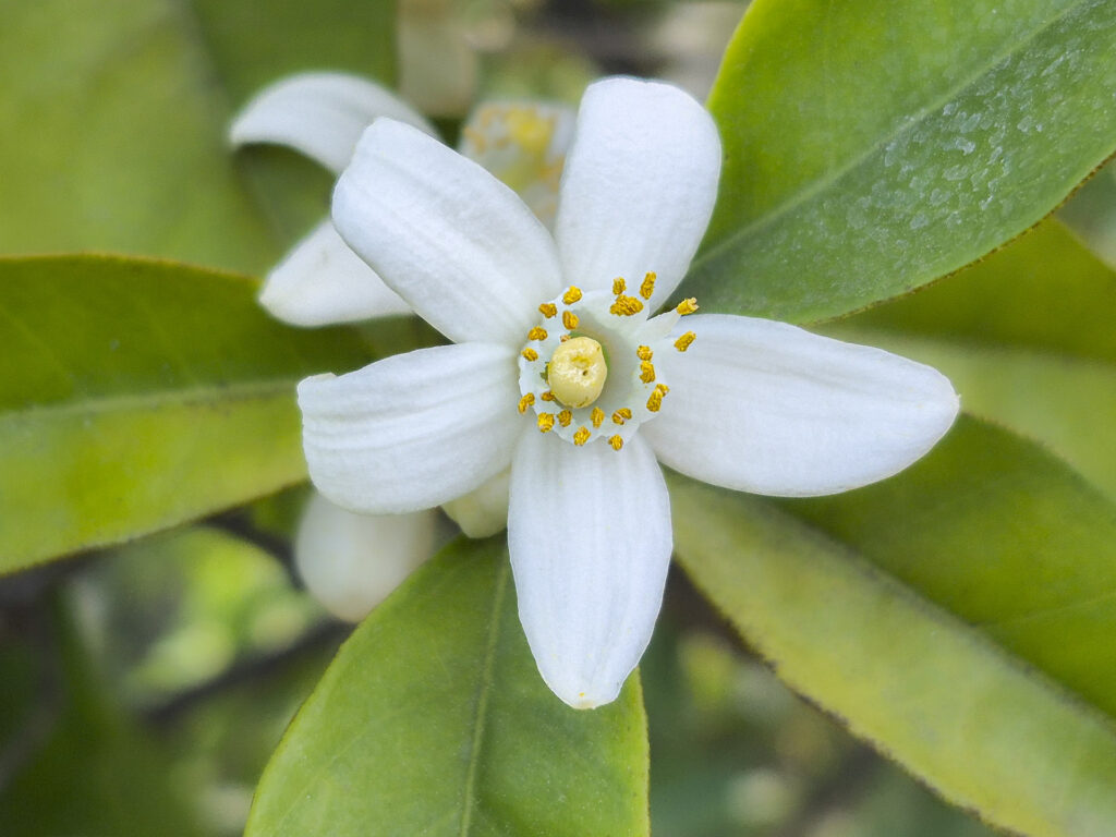 Orange Blossom