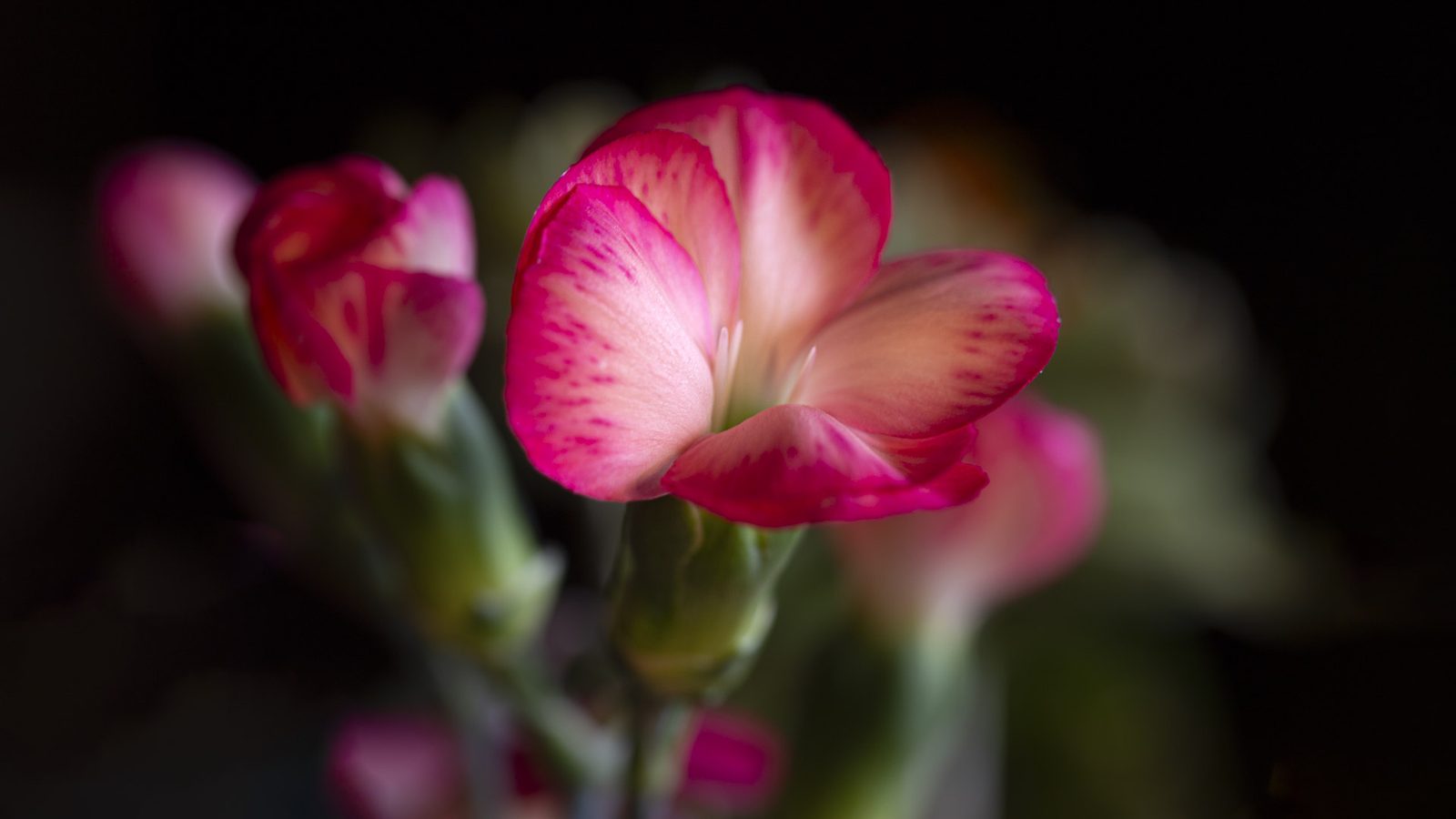 Dianthus flowers (Dianthus solomio)