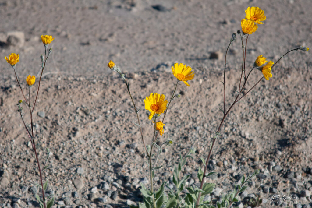 Desert Sunflowers
