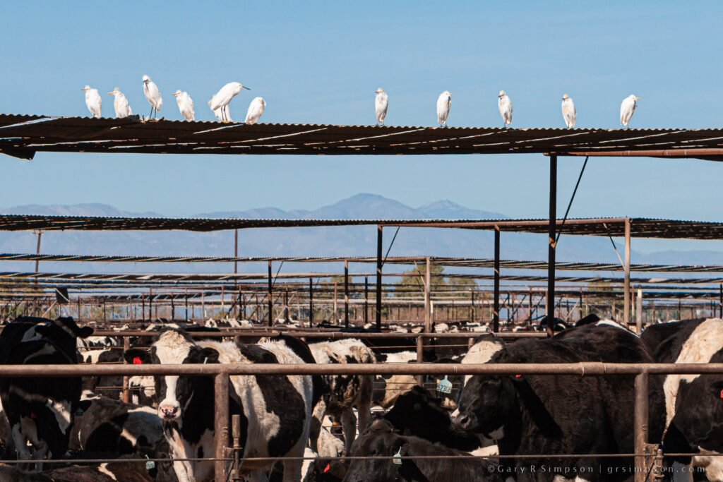 Egrets Perched Over the Cattle Pens