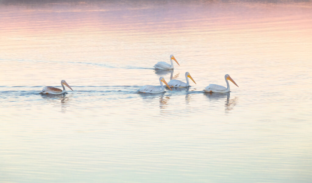 American White Pelicans