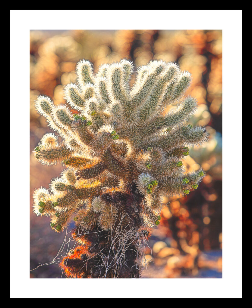 Cholla Cactus