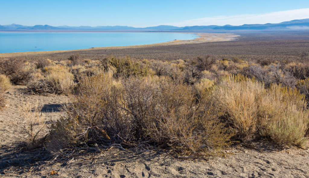 Mono Lake