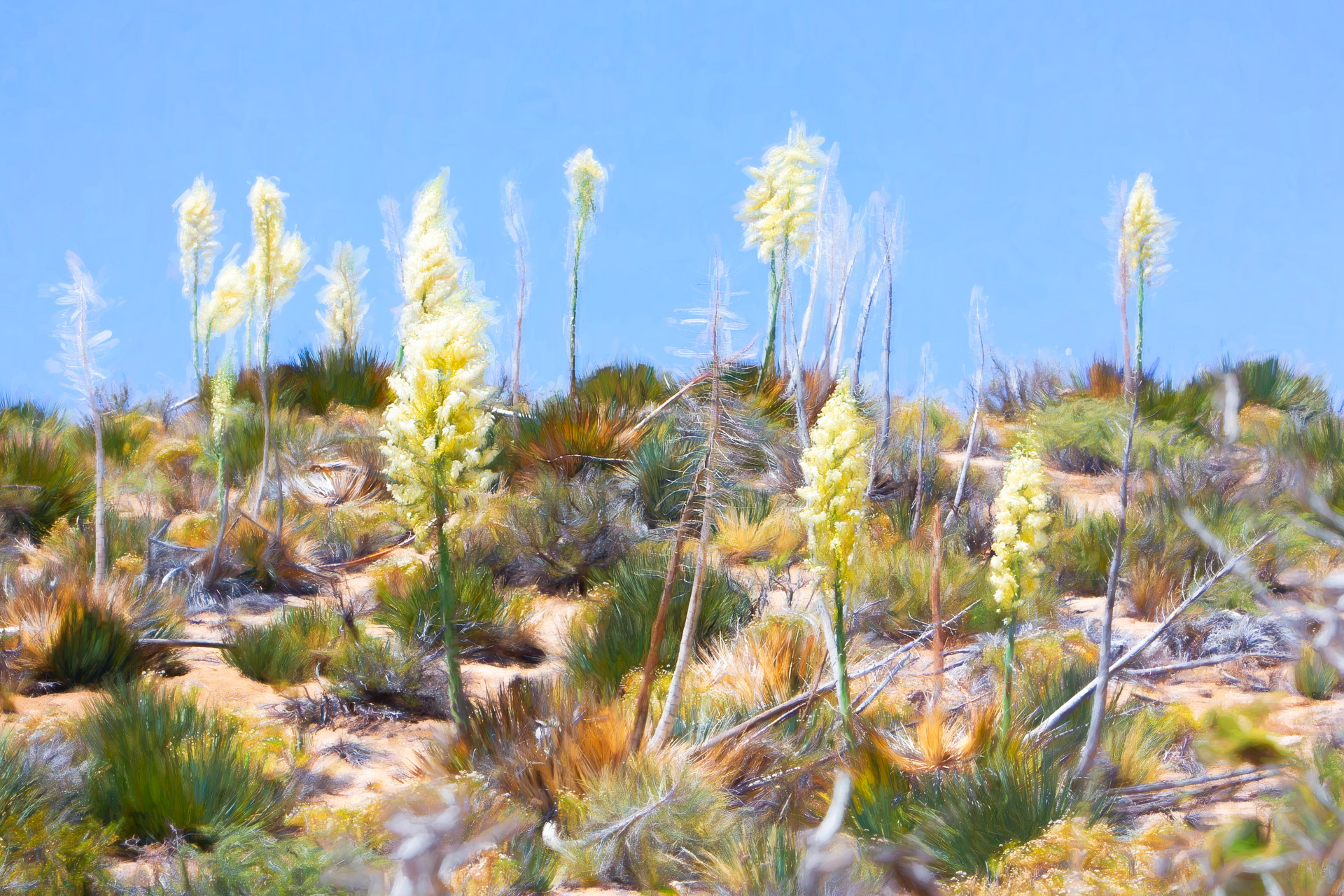 Blooming Chaparral Yucca