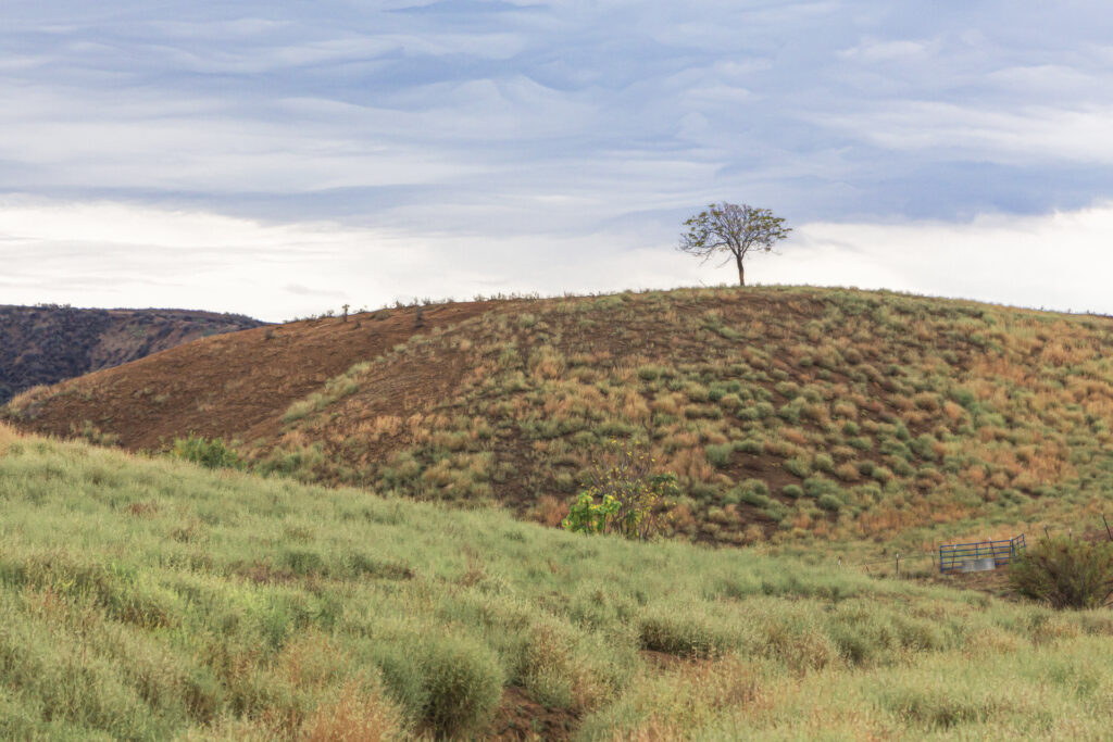 Tree on the Hill