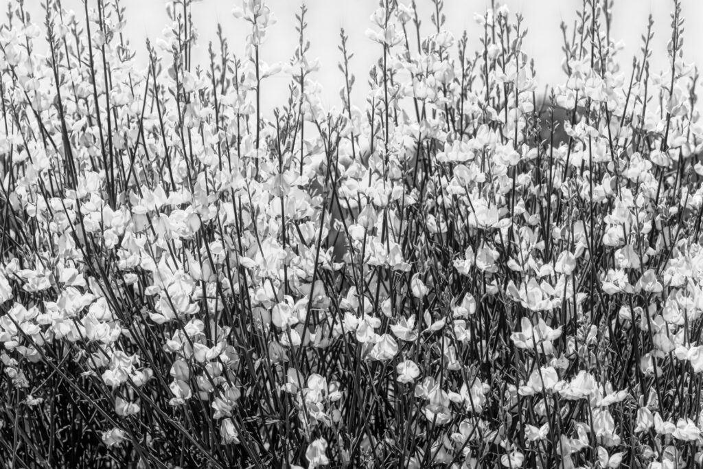 Spanish Broom, Spartium junceum,