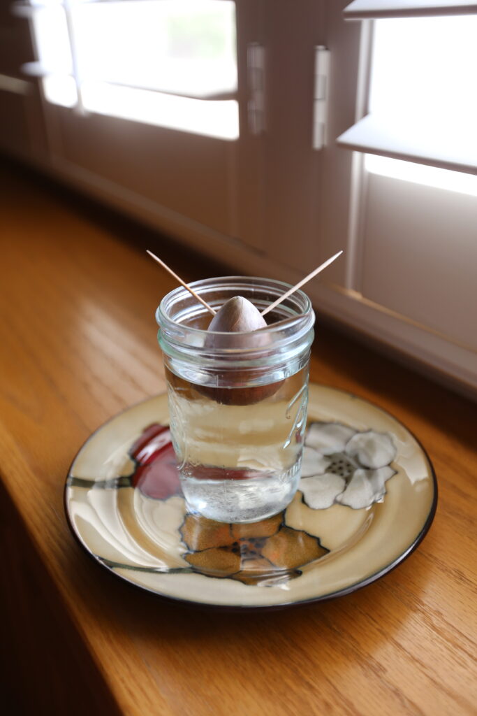 Avocado Propagation