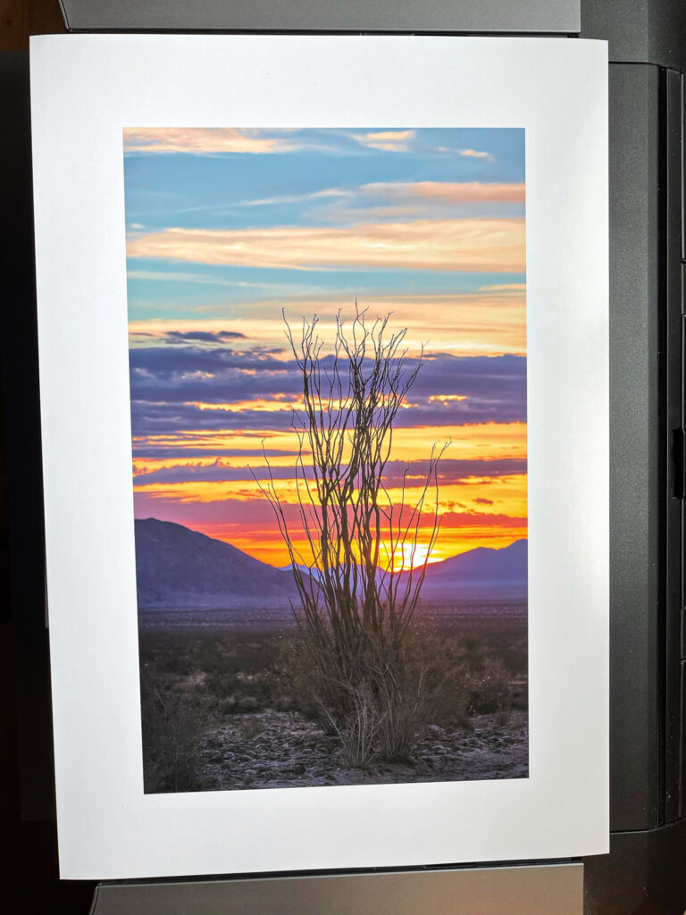 Ocotillo Print