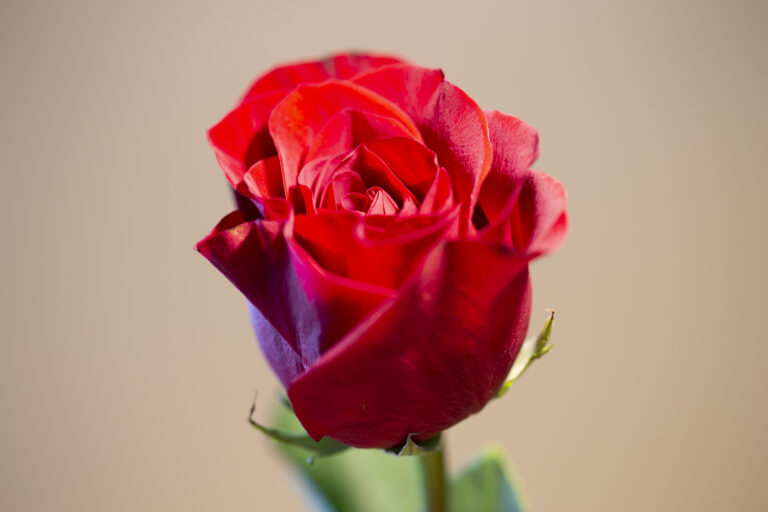 Red Rose