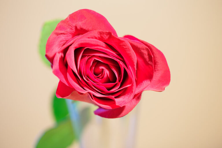 Red Rose