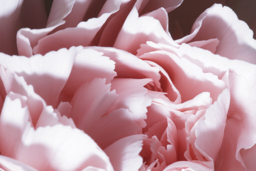 Sarah Bernhardt Peony