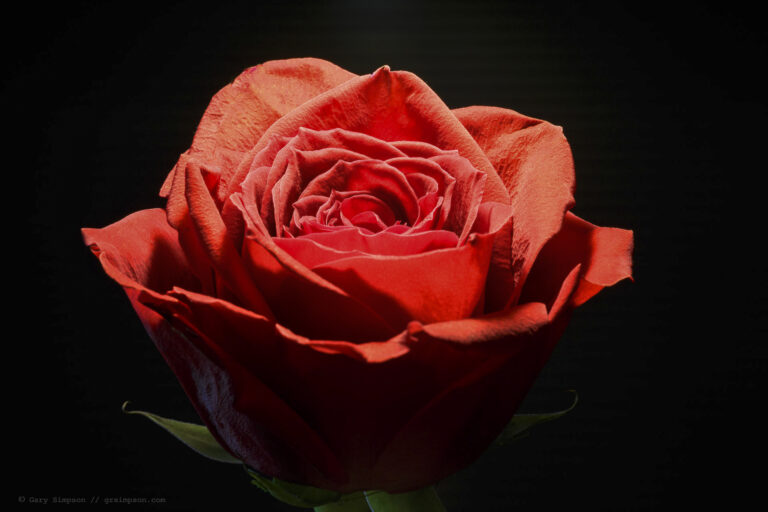 Red Rose