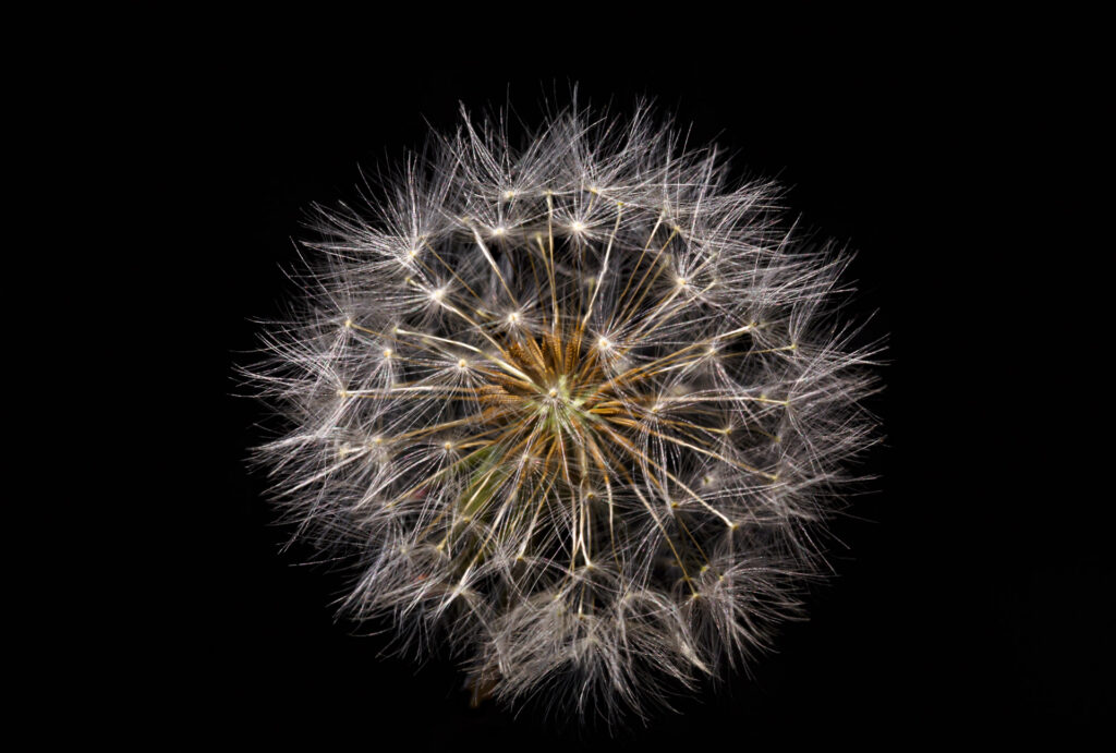 Dandelion Clock