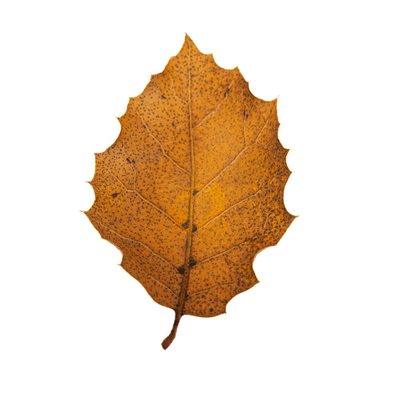Dried Red Oak Leaf