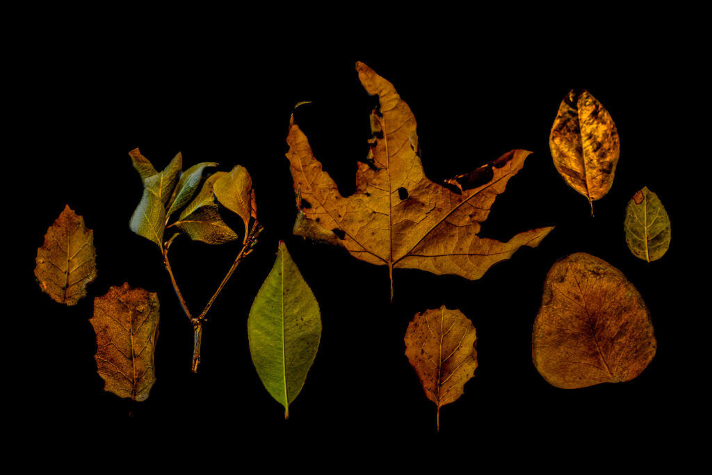 Dry Leaves