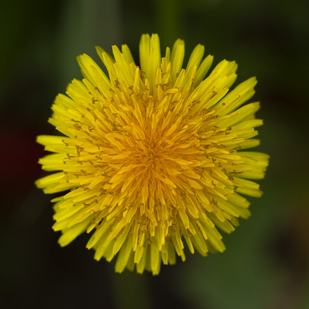 Dandelion