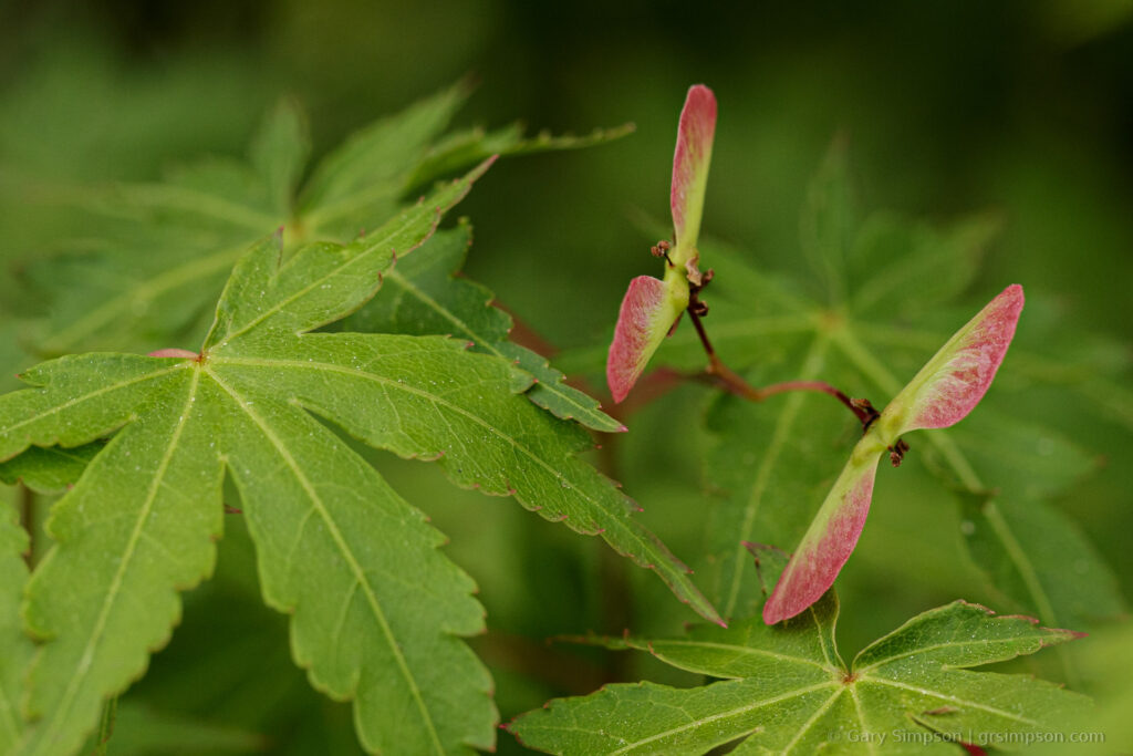 Japanese Maple #03