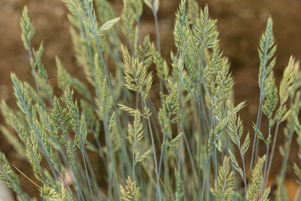 Blue Fescue Ornamental Grass