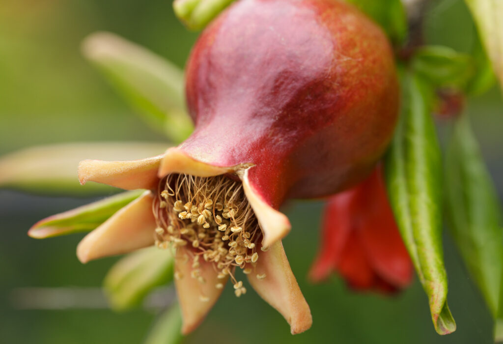 New Pomegranate