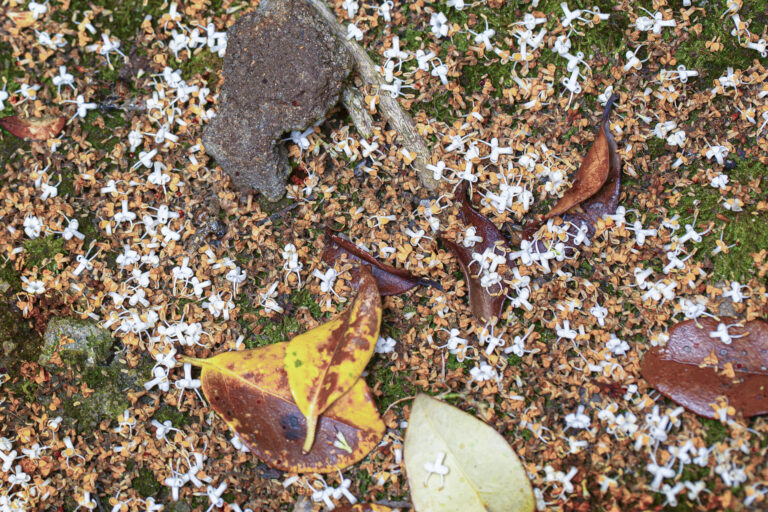 Fallen Orange Blossoms