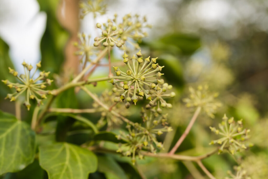Japanese Ivy, Hedera rhombea,