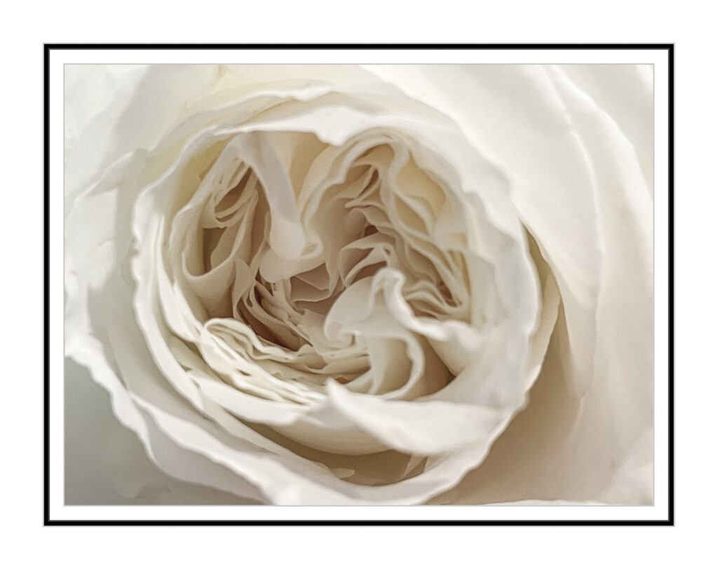 White Garden Rose