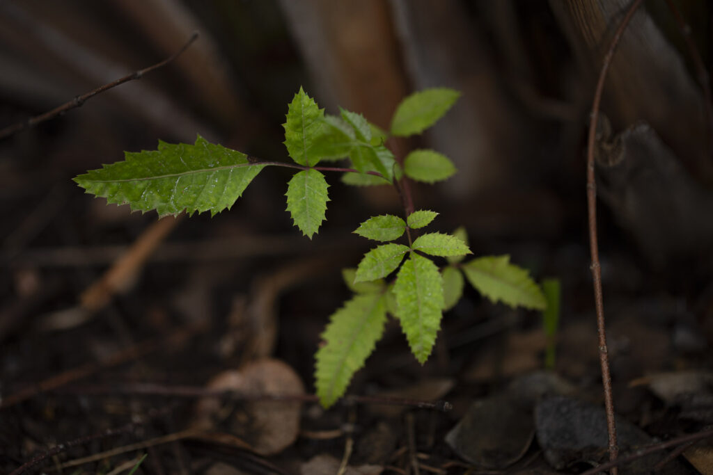 New Plant, New Growth, New Leaves
