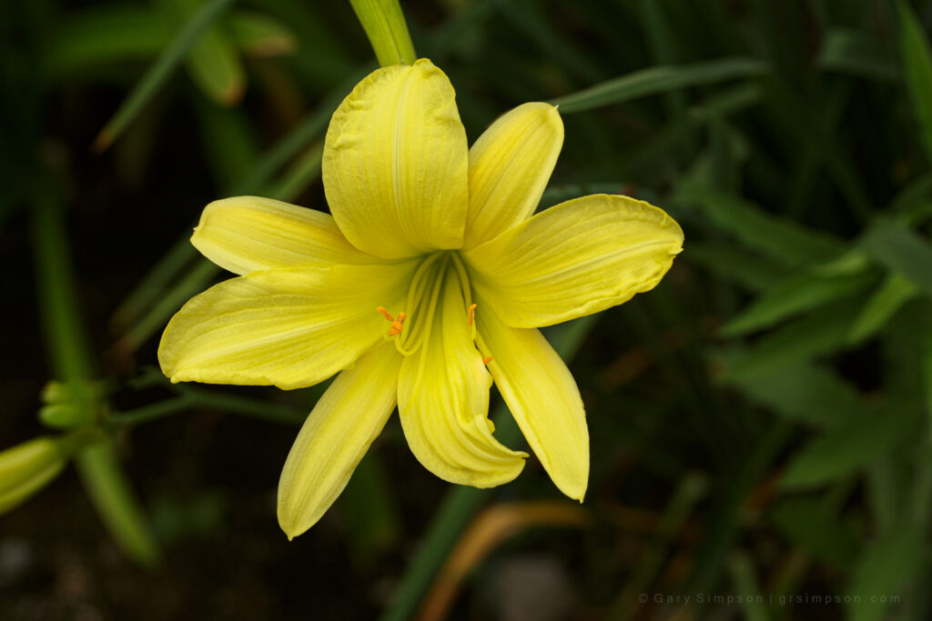 Yellow Daylily