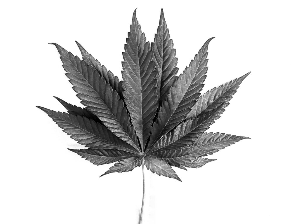Cannabis Leaves