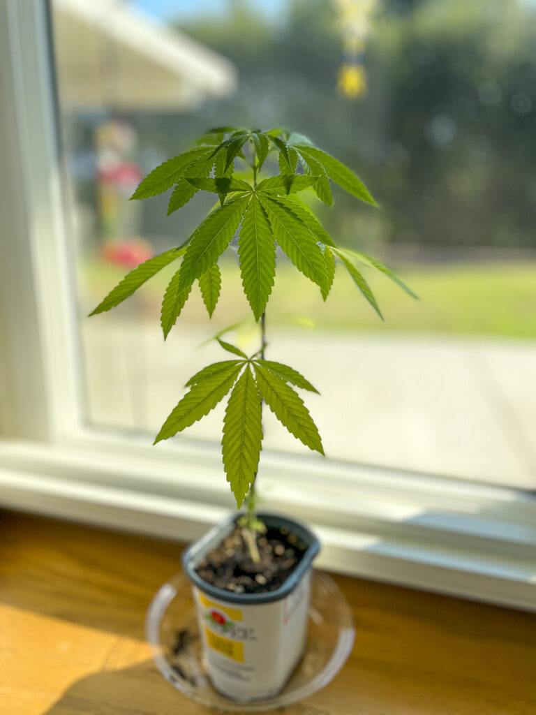 Pot in the Window