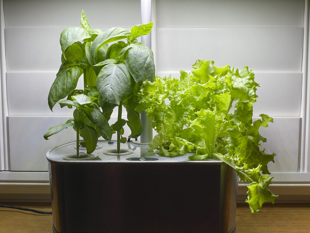 Basil & Lettuce