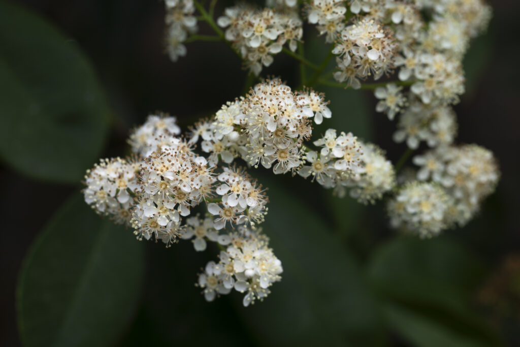 Photinia × fraseri, Red Tip Photinia,