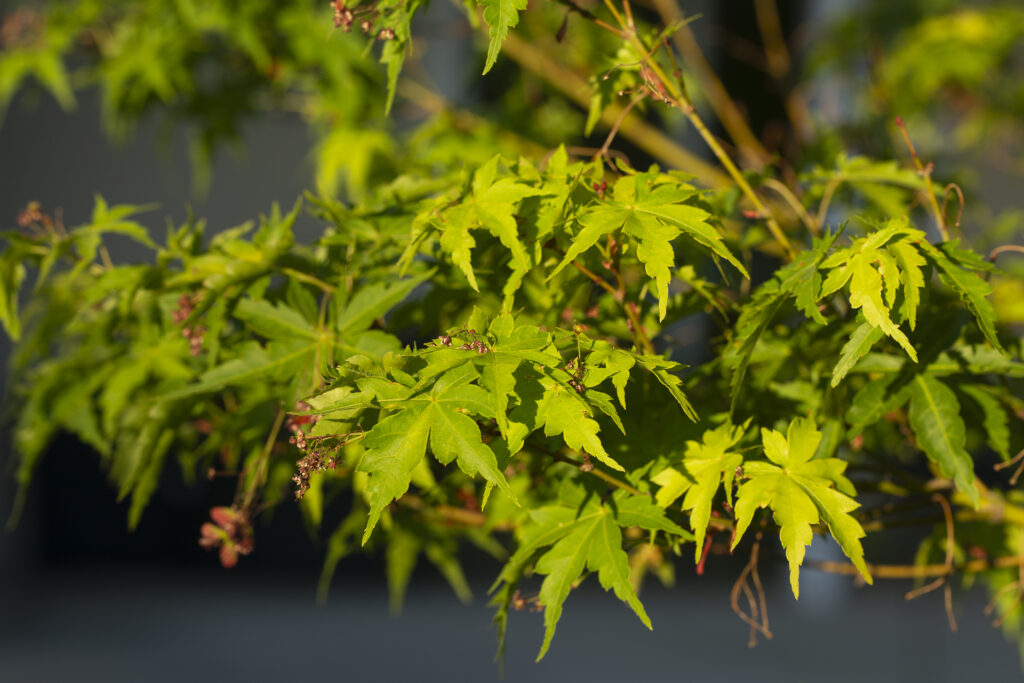 Japanese Maple Leaves
